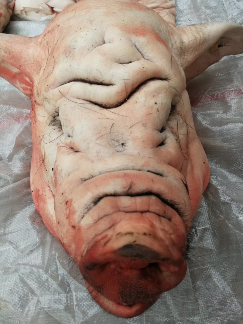 跑山黑猪肉