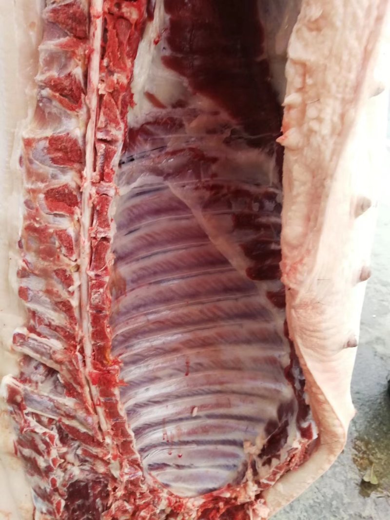 跑山黑猪肉