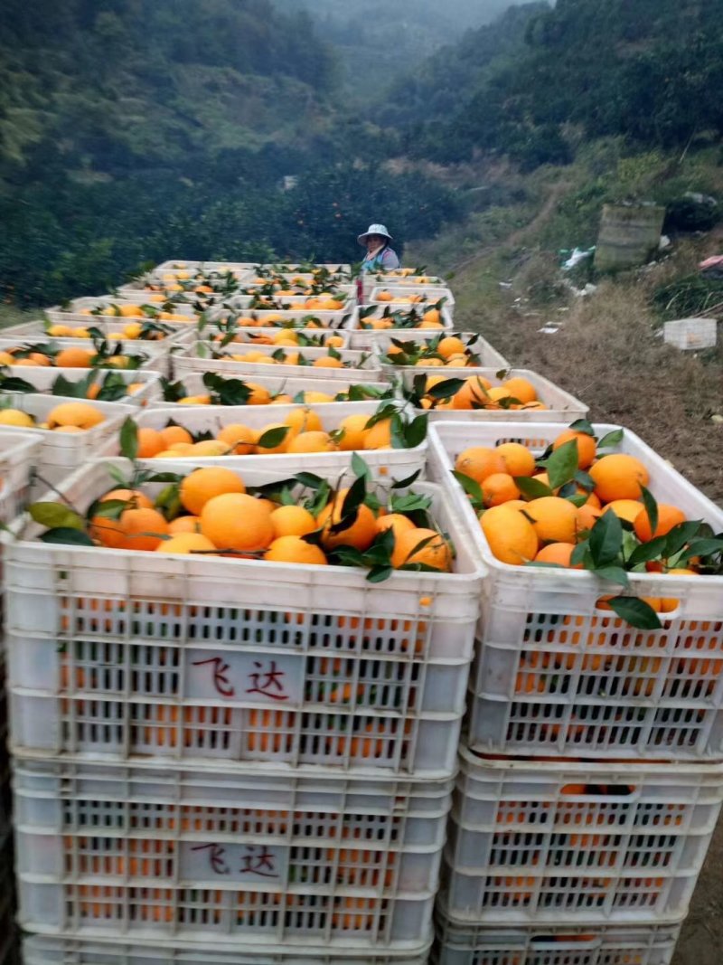 赣南脐橙