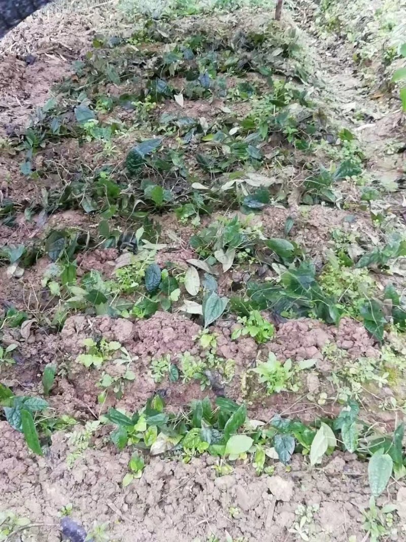 金果榄（地苦胆）