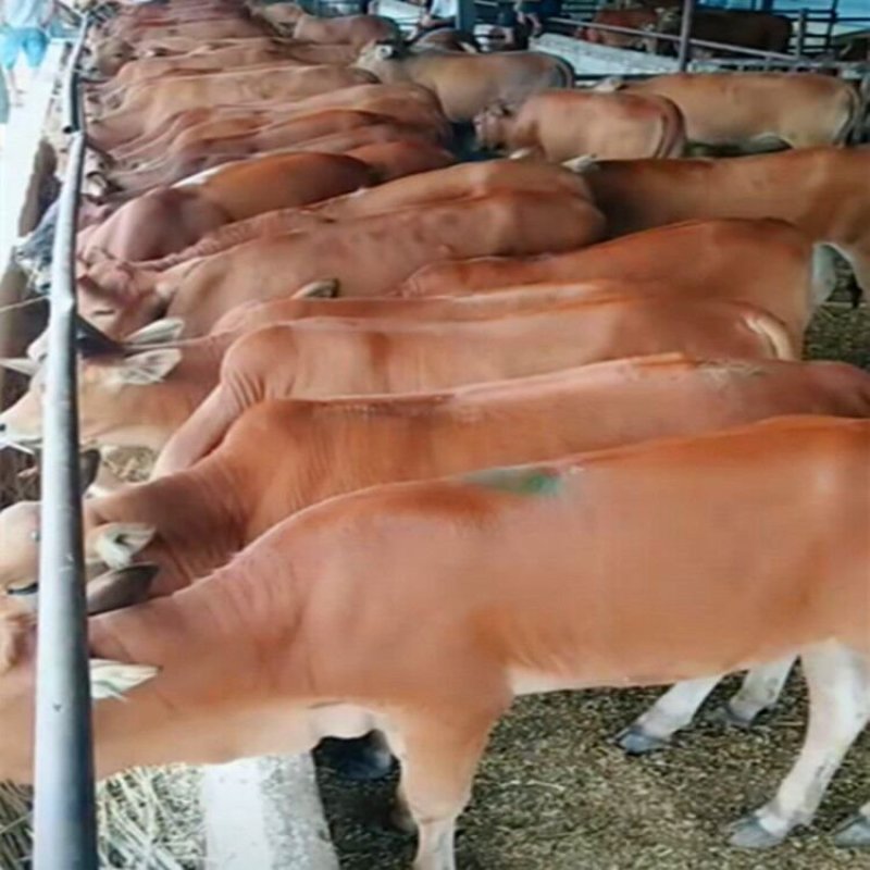 厂家直销优质肉牛200-300斤保质保量包运输