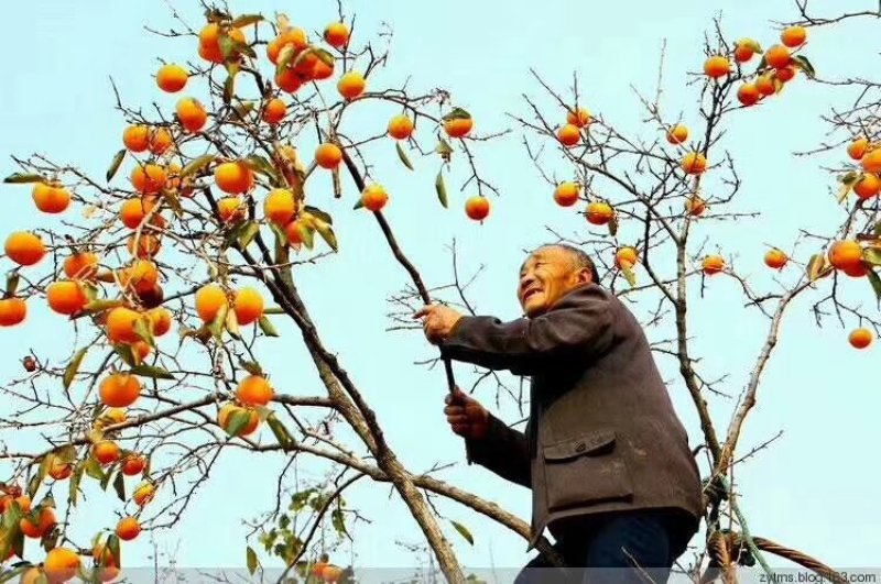 老树柿饼