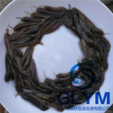 本地塘虱鱼苗