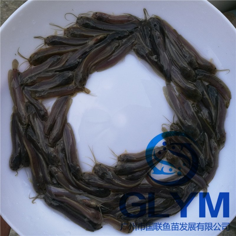 本地塘虱鱼苗