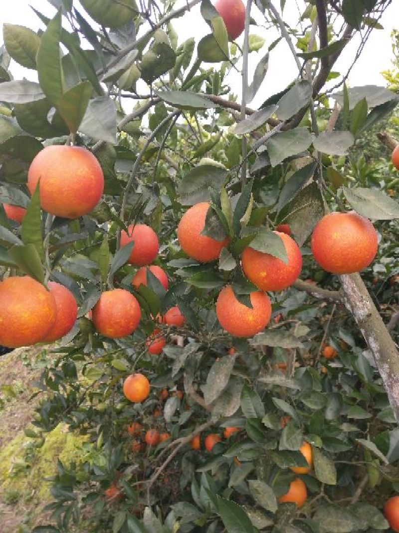 血橙