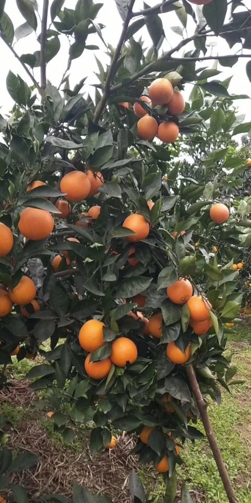 血橙