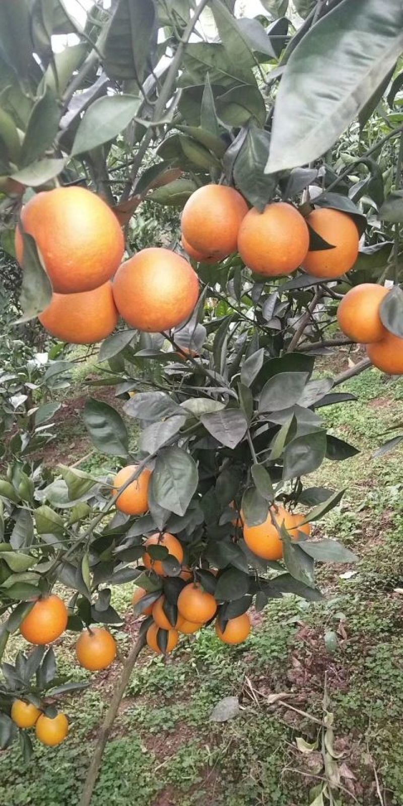 血橙