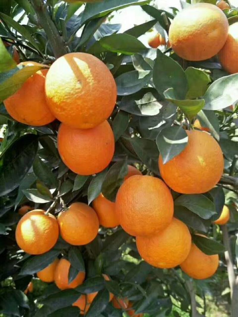 血橙