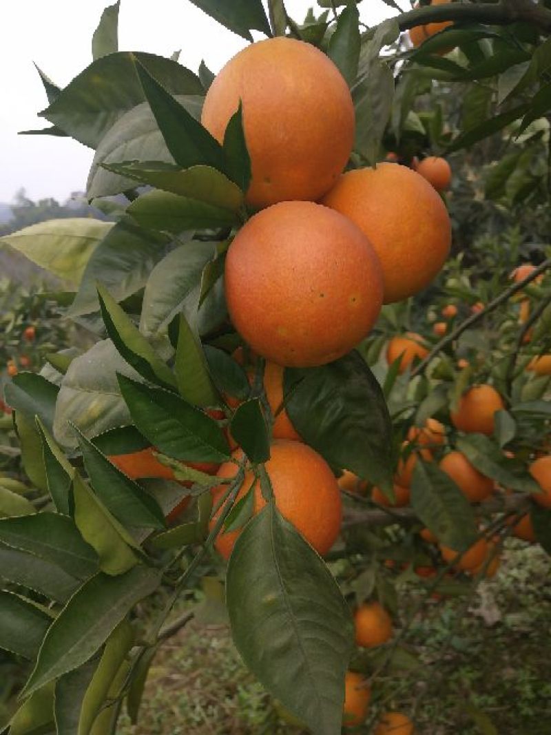 血橙