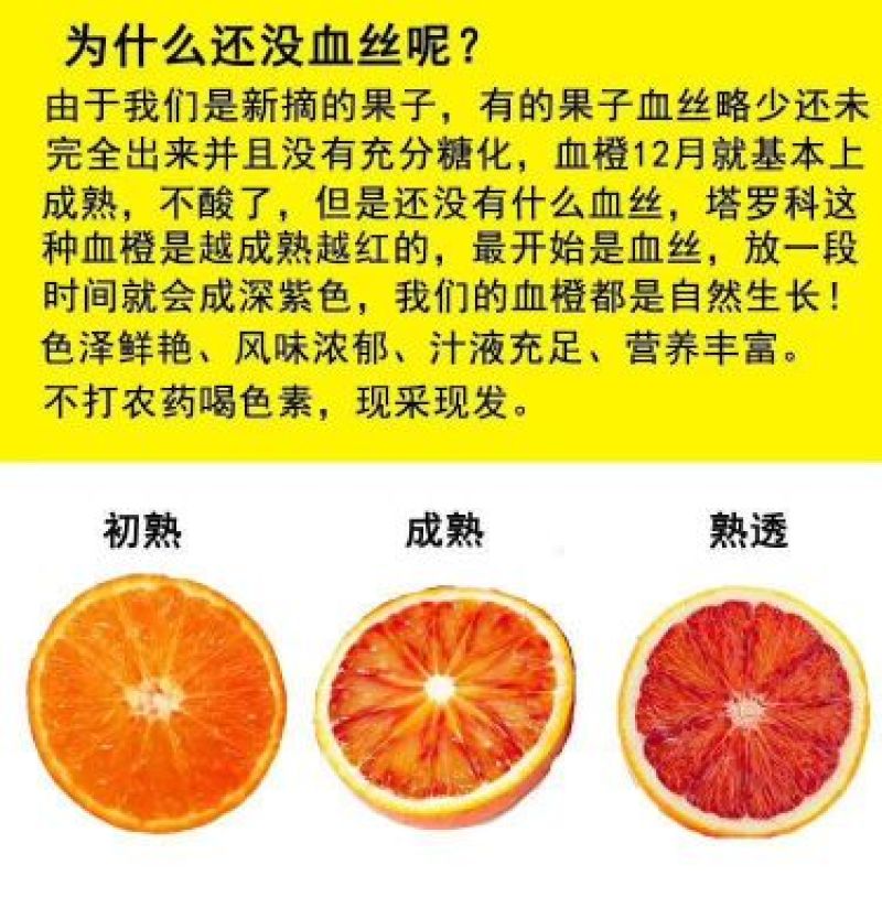 血橙