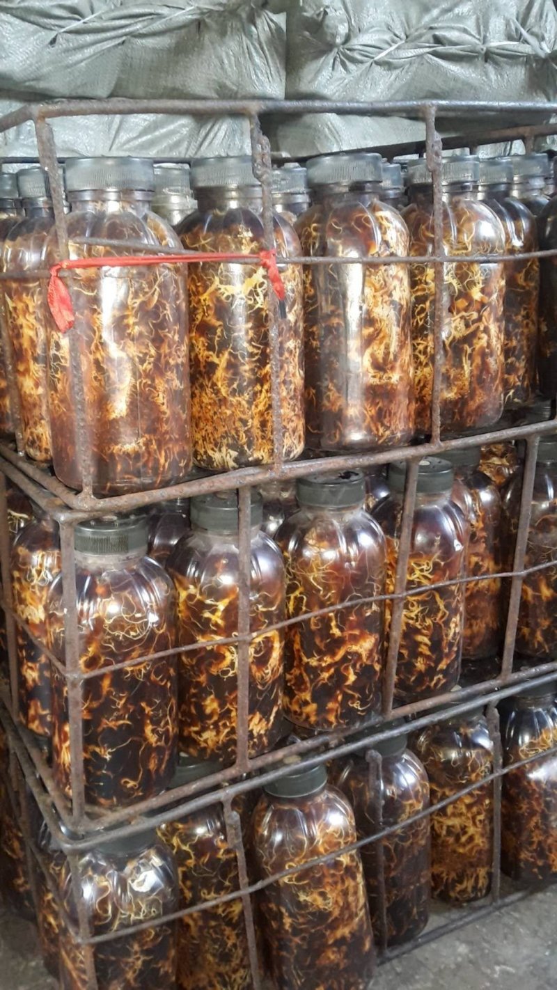 蜜环菌