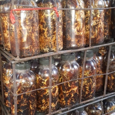 蜜环菌