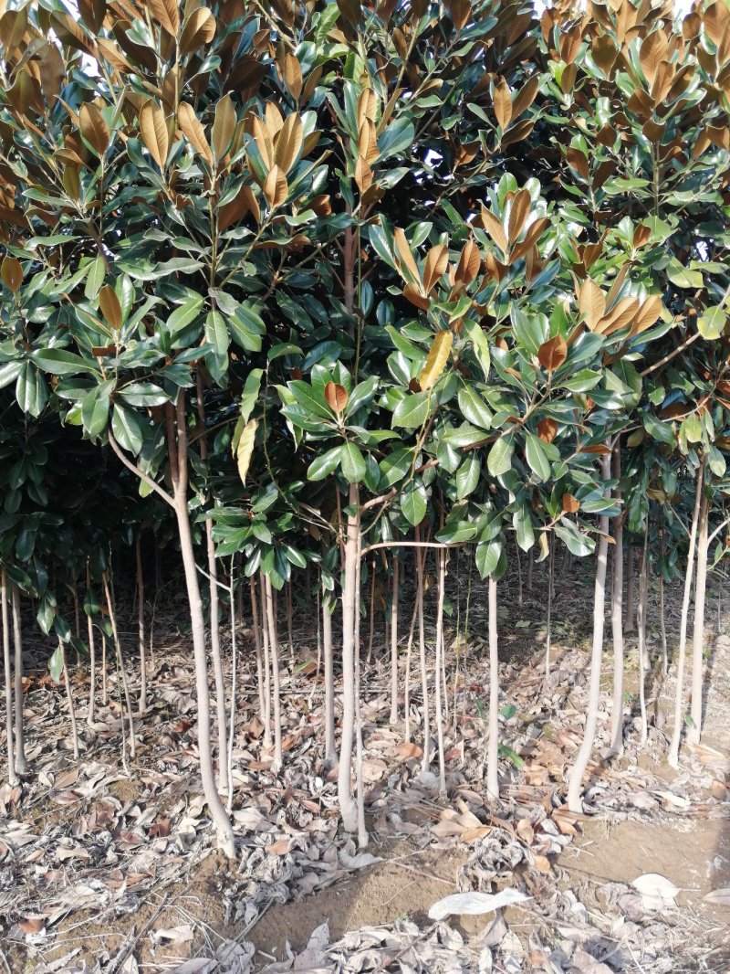 广玉兰2公分苗
