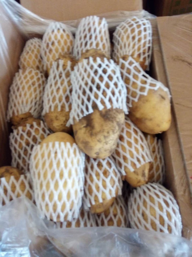 荷兰十五土豆二两以上产地大量供应