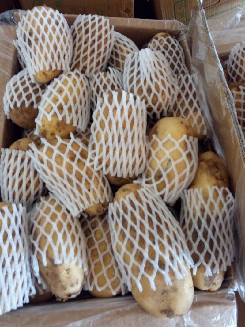 荷兰十五土豆二两以上产地大量供应