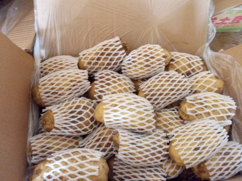 荷兰十五土豆二两以上产地大量供应