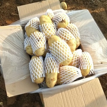 荷兰十五土豆二两以上产地大量供应