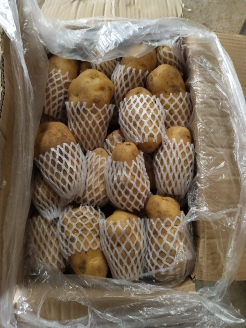 荷兰十五土豆二两以上产地大量供应