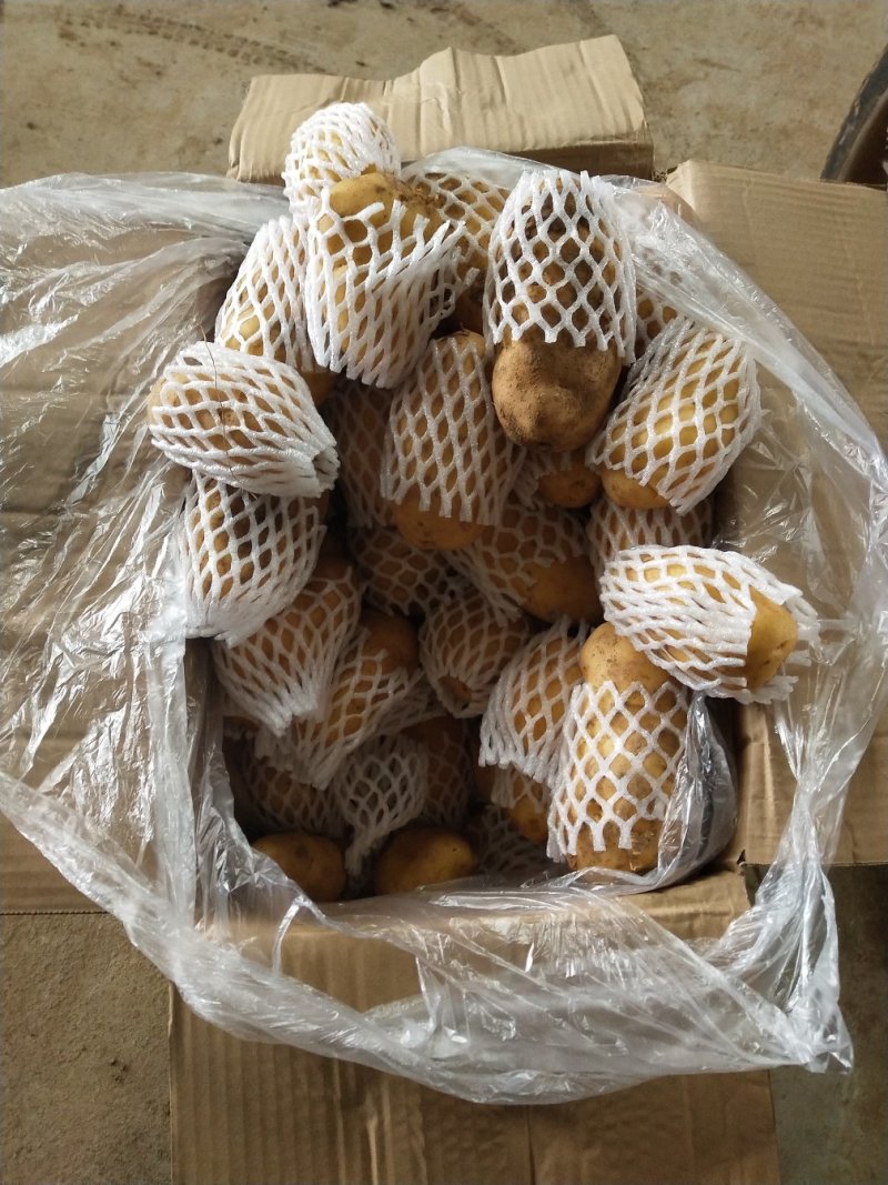 荷兰十五土豆二两以上产地大量供应