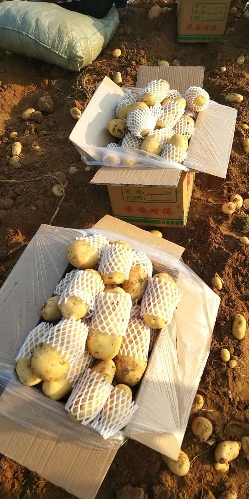 荷兰十五土豆二两以上产地大量供应