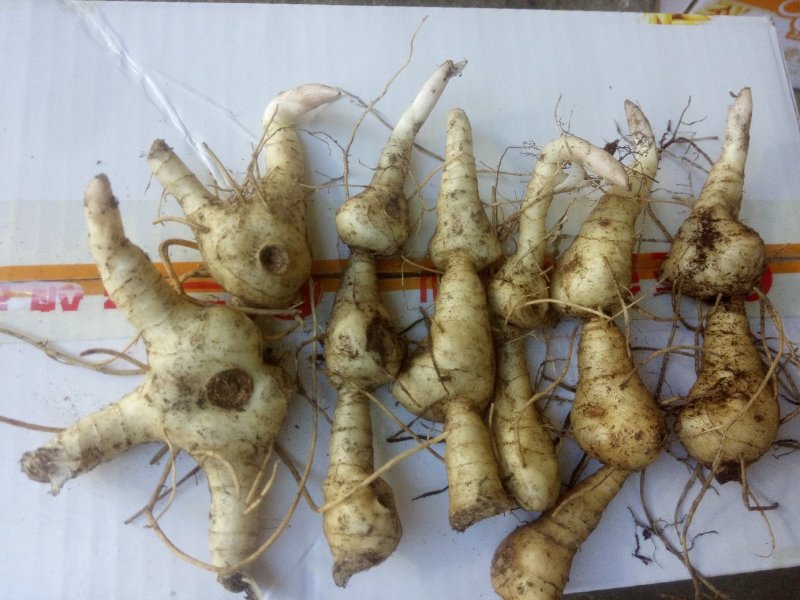 野生鸡头黄精块茎种茎产地批发鸡头根老虎姜种苗精选货