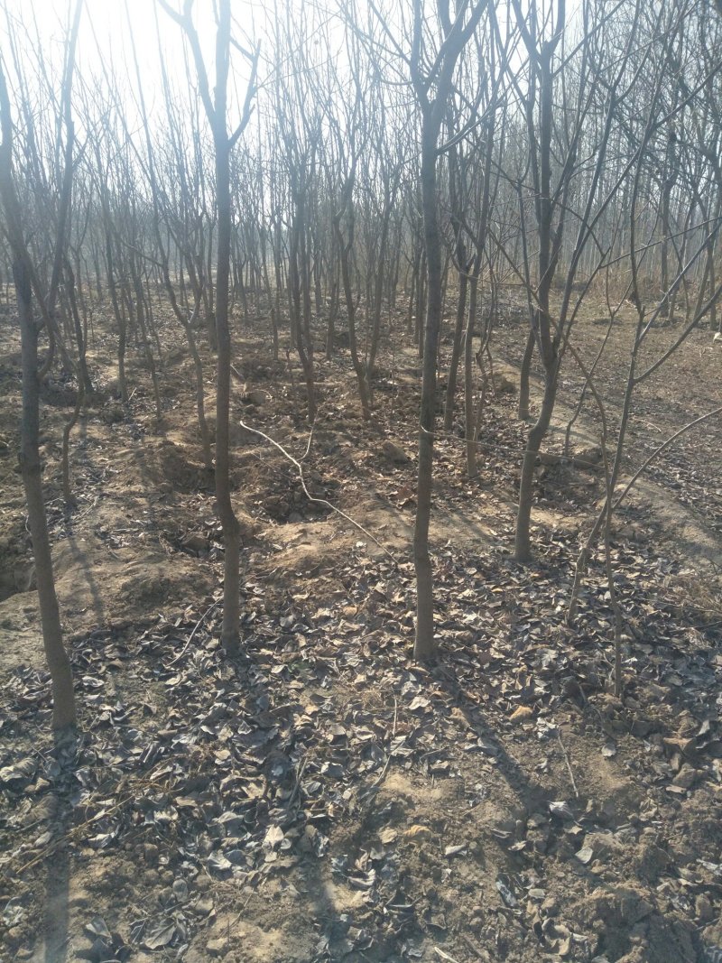 大量出售柿树.5.6公分需要联系，联系时就说在一亩田看到