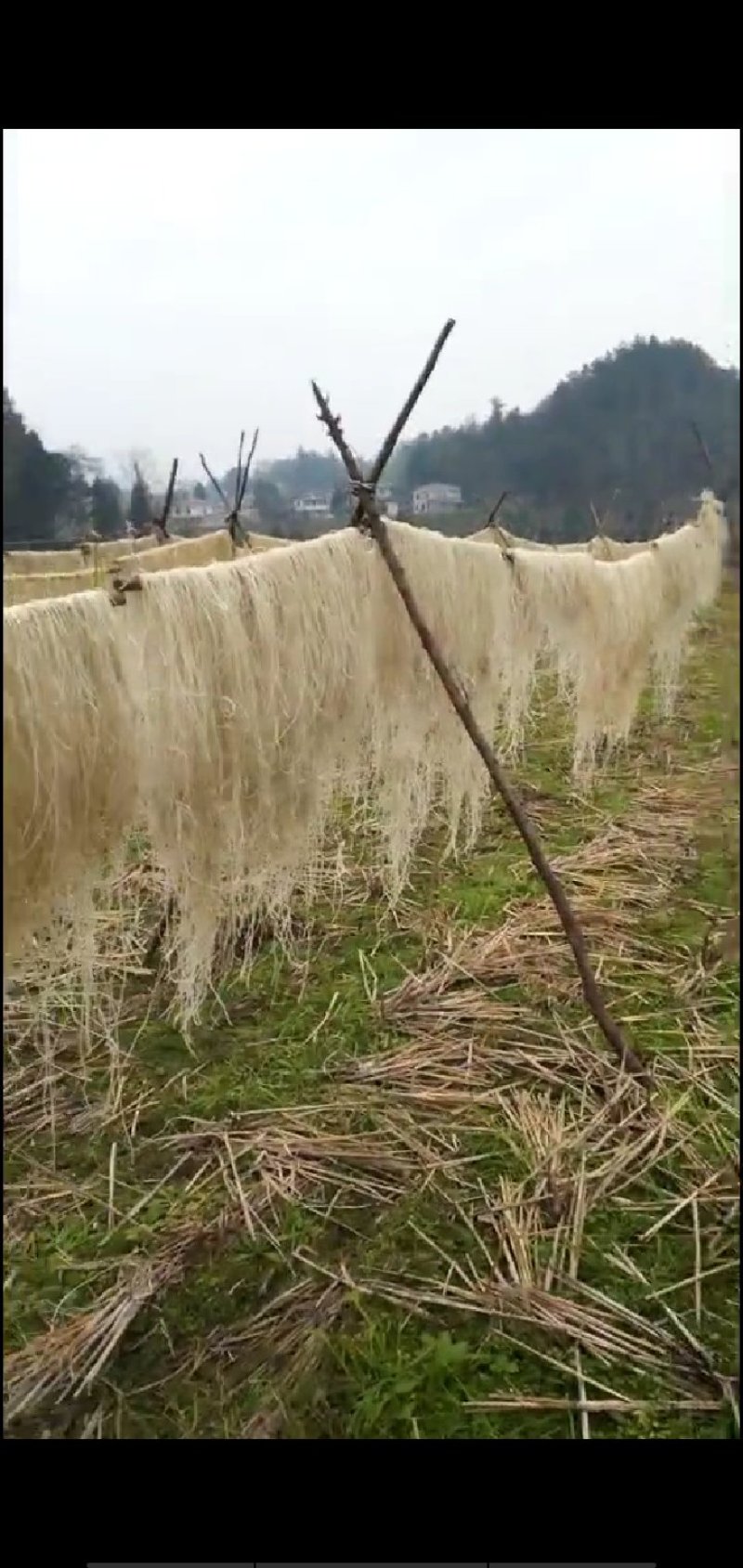 纯手工红薯粉丝