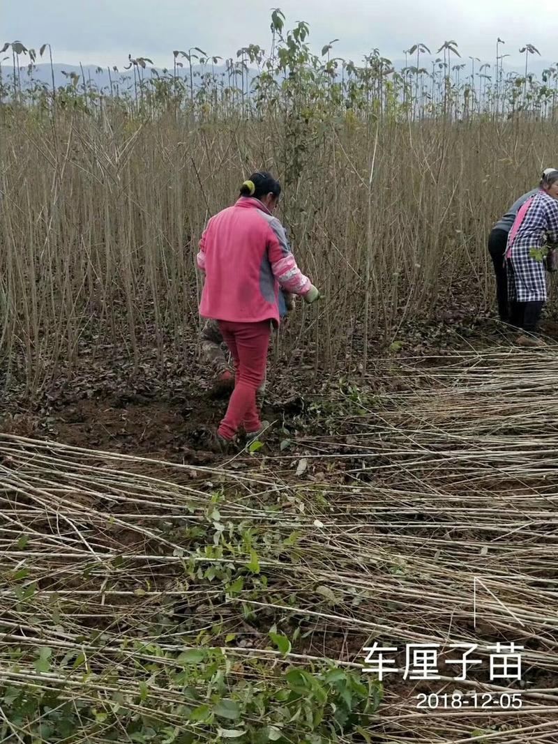 黑珍珠车厘子苗，品种纯正，美国大樱桃苗基地