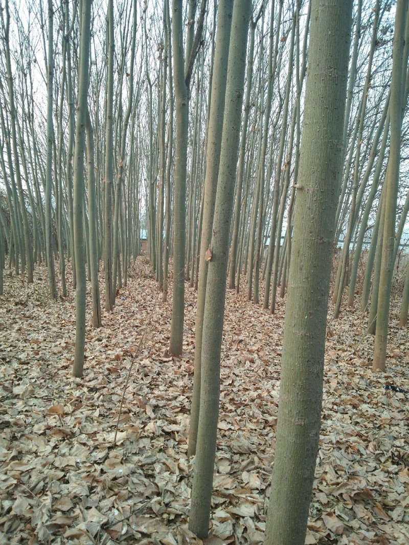 大量供应绿皮桐，梅花，五角枫，国槐，杜仲杏树