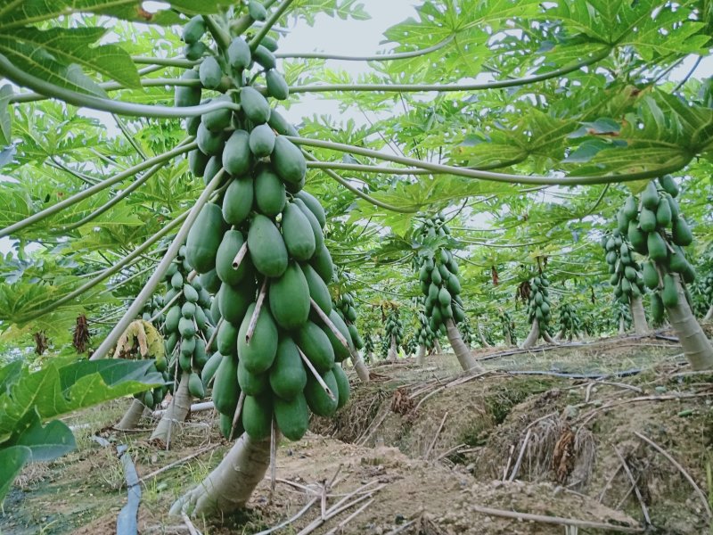 华农一号木瓜口感好