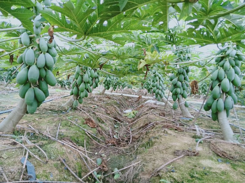 华农一号木瓜口感好