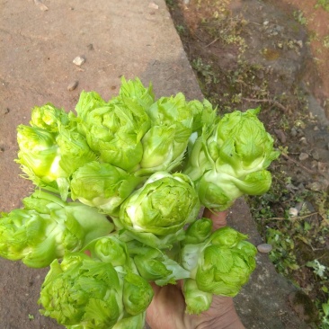 儿菜2斤起