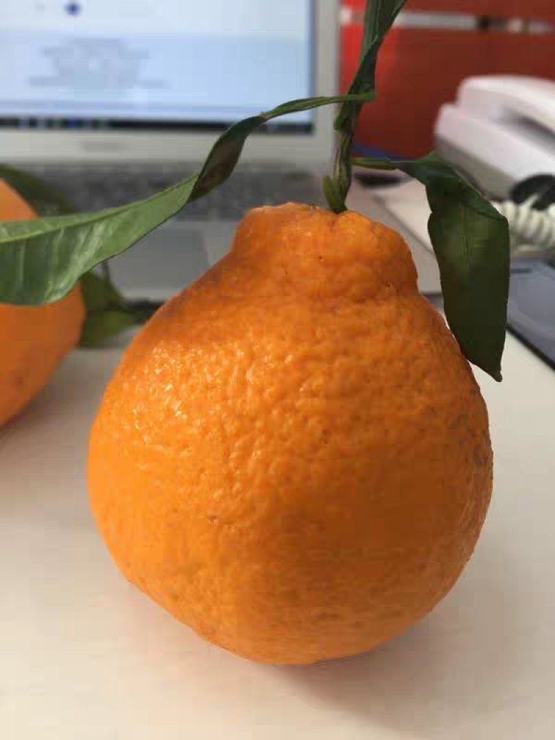 丑橘不知火丑柑桔春见耙耙柑一件代发试吃