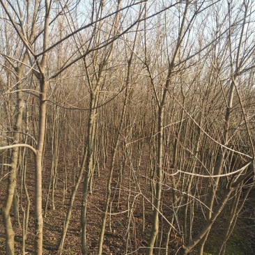 乌桕树苗，丛生乌桕，单杆乌桕，河南省潢川县宏昌苗圃场直销