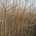 乌桕树苗，丛生乌桕，单杆乌桕，河南省潢川县宏昌苗圃场直销