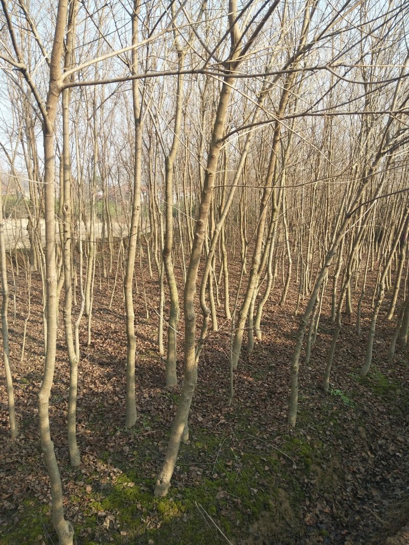 乌桕树苗，丛生乌桕，单杆乌桕，河南省潢川县宏昌苗圃场直销