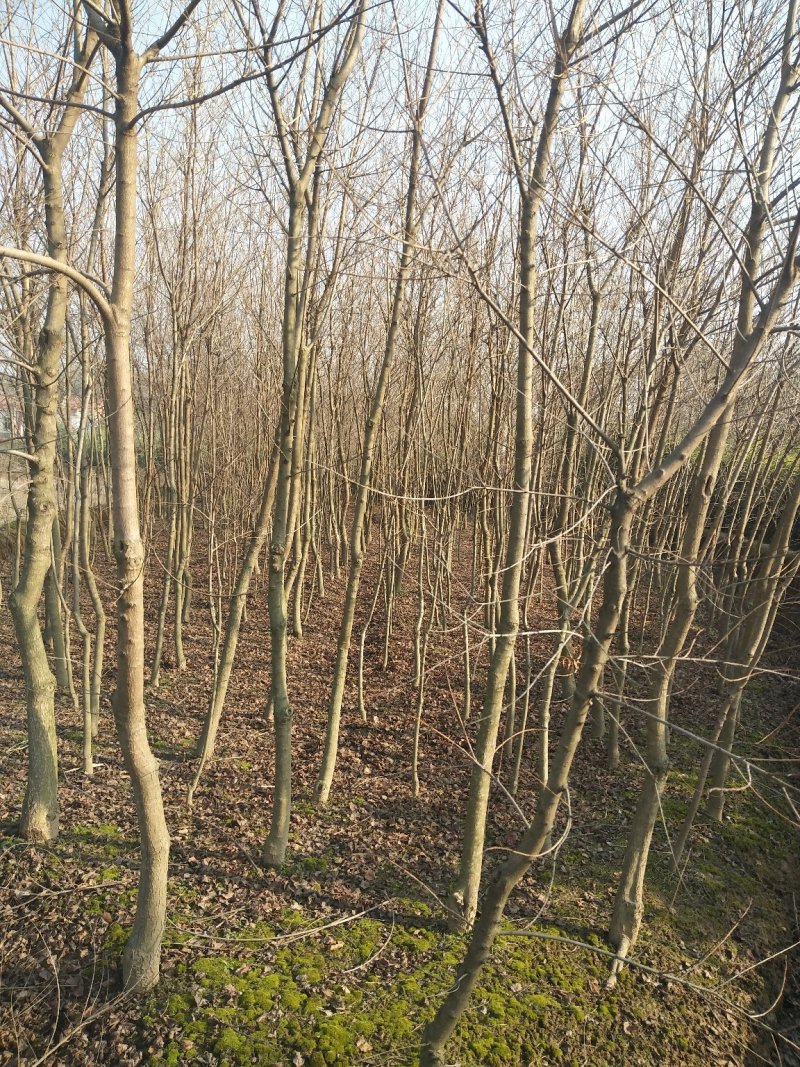 乌桕树苗，丛生乌桕，单杆乌桕，河南省潢川县宏昌苗圃场直销