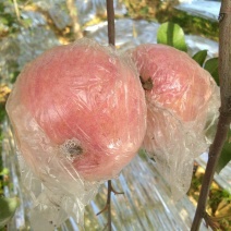 纸加膜红富士苹果价格优惠，口感脆甜，欢迎采购