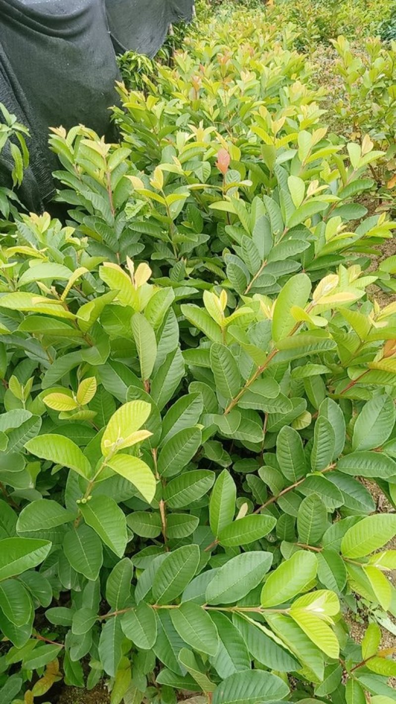 番石榴苗四季珍珠番石榴苗当年结果