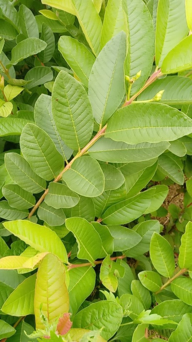 番石榴苗四季珍珠番石榴苗当年结果