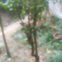 各种苗木腊梅三角梅丁香球品种多自家种的