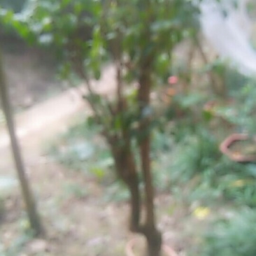 各种苗木腊梅三角梅丁香球品种多自家种的