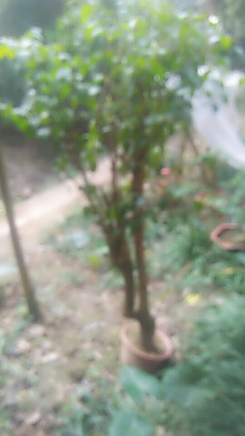 各种苗木腊梅三角梅丁香球品种多自家种的