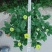 菊花～年菊～清明菊～整车批发
