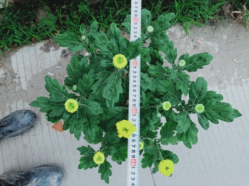 菊花～年菊～清明菊～整车批发