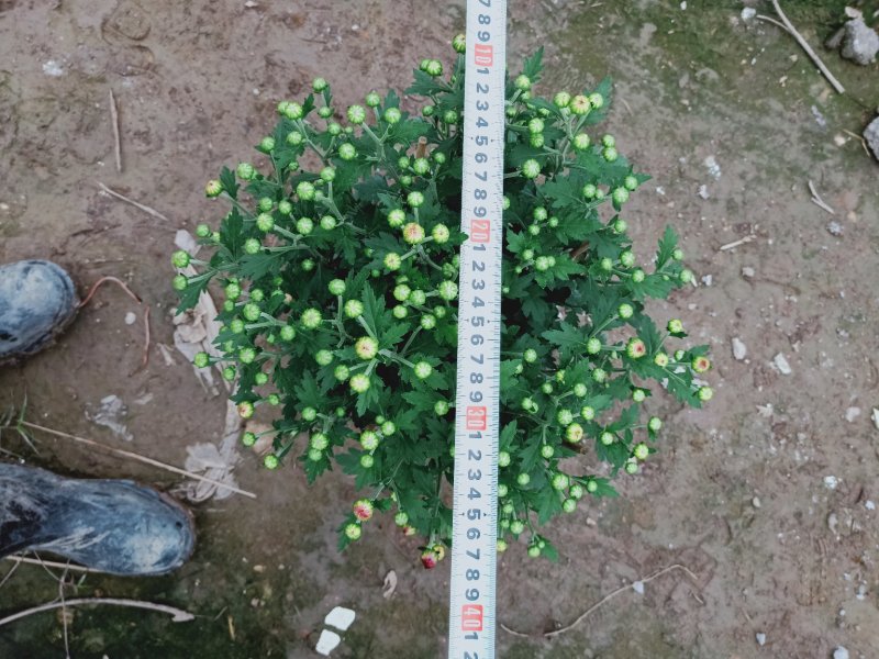 菊花～年菊～清明菊～整车批发