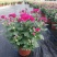 菊花～年菊～清明菊～整车批发