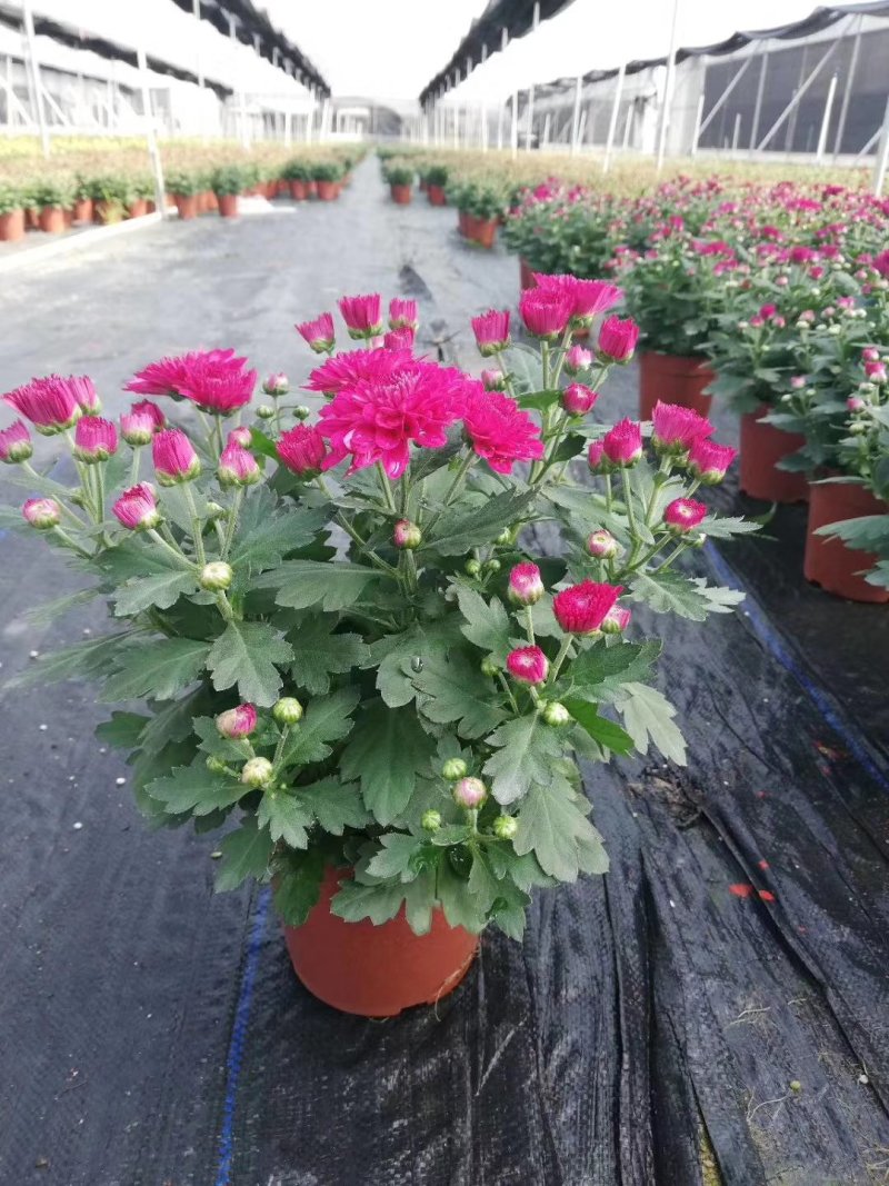 菊花～年菊～清明菊～整车批发