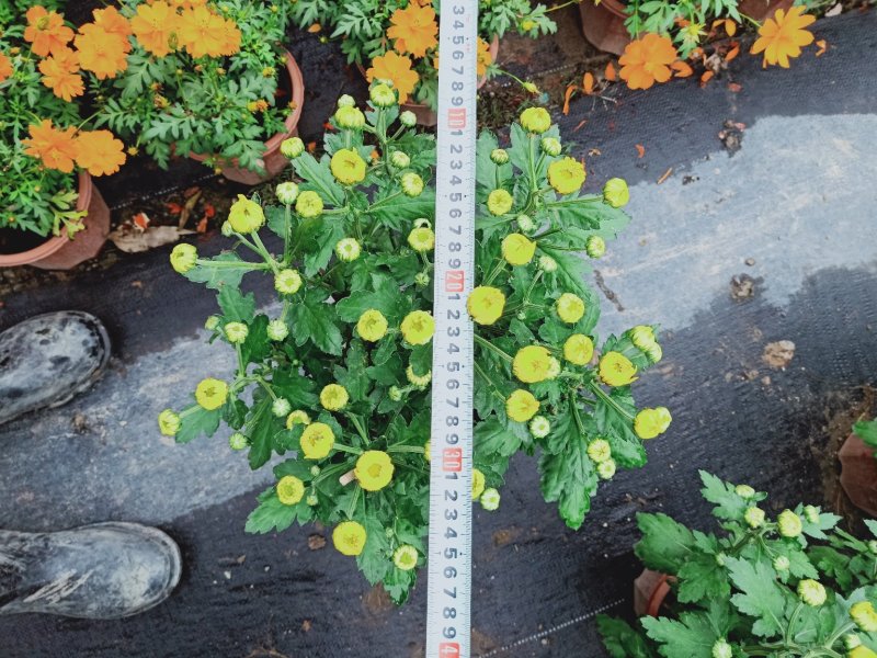 菊花～年菊～清明菊～整车批发