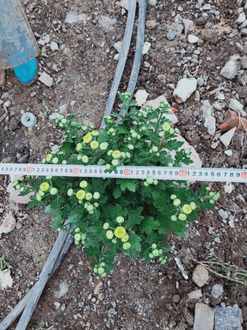 菊花～年菊～清明菊～整车批发